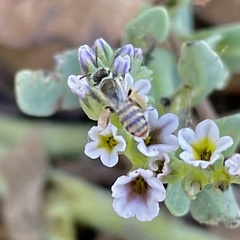 Perdita heliotropii