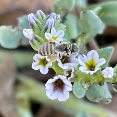 Perdita heliotropii