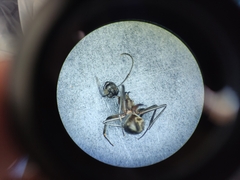 Polyrhachis bihamata