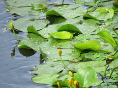 Hydrocleys martii