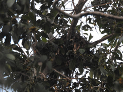 Buteo lineatus