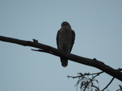 Buteo lineatus