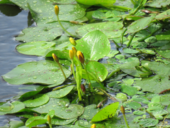 Hydrocleys martii