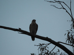 Buteo lineatus