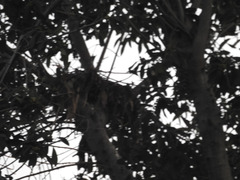 Buteo lineatus