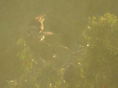 Buteo jamaicensis