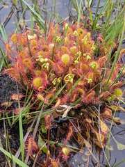 Drosera