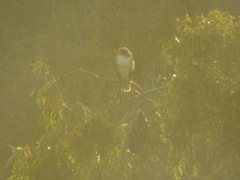 Buteo jamaicensis