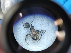 Polyrhachis bihamata
