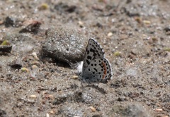 Euphilotes heracleoides