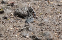 Euphilotes heracleoides