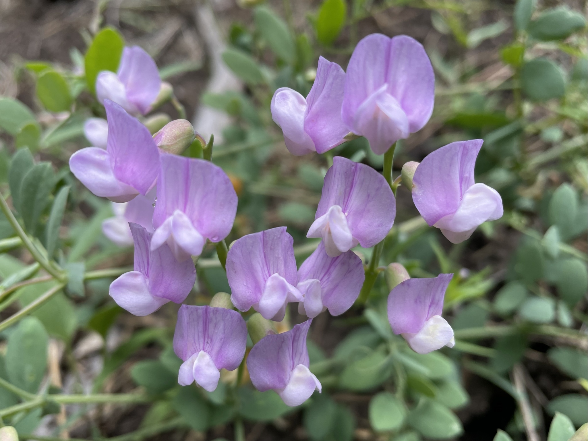 Lathyrus brownii