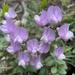 Brown's Brush Pea - Photo (c) Christian Schwarz, some rights reserved (CC BY-NC), uploaded by Christian Schwarz