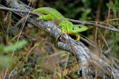 Lacerta trilineata