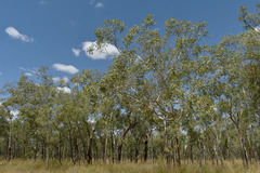 Eucalyptus chartaboma