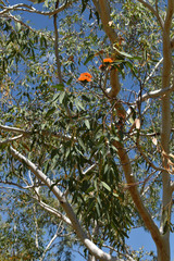 Eucalyptus chartaboma