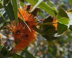 Eucalyptus chartaboma