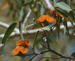 Eucalyptus chartaboma