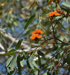 Eucalyptus chartaboma