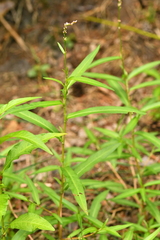 Persicaria mitis