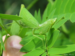Photiomantis planicephala