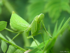 Photiomantis planicephala