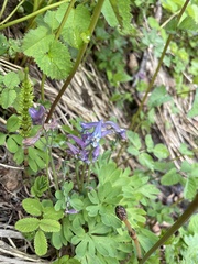Corydalis pauciflora