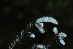 Abies religiosa