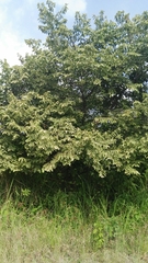Magnoliopsida