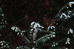 Abies religiosa