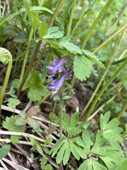 Corydalis pauciflora