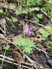 Corydalis pauciflora