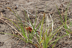 Carex duriuscula