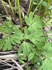 Corydalis pauciflora