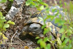 Testudo hermanni