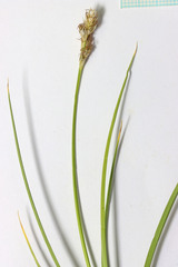 Carex duriuscula