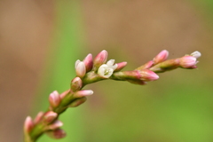 Persicaria mitis