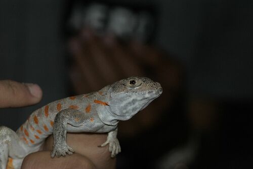 Cope's Leopard Lizard, Gambelia copeii