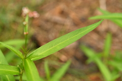 Persicaria mitis