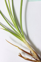 Carex duriuscula
