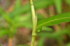 Persicaria mitis
