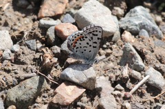 Euphilotes heracleoides