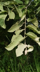 Magnoliopsida
