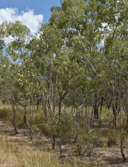 Melaleuca viridiflora attenuata