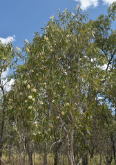 Melaleuca viridiflora attenuata