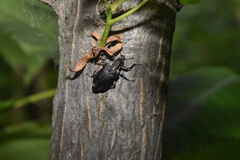 Ithycerus noveboracensis