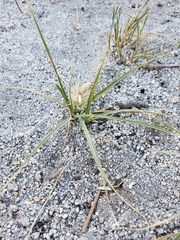 Carex douglasii