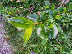 Salix glabra