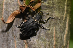 Ithycerus noveboracensis