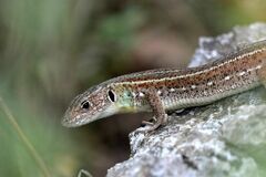 Lacerta trilineata